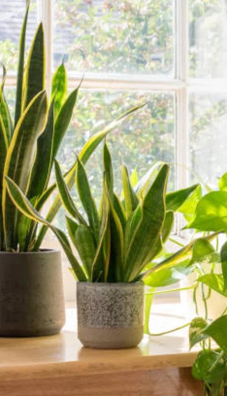 Plantas de interior.