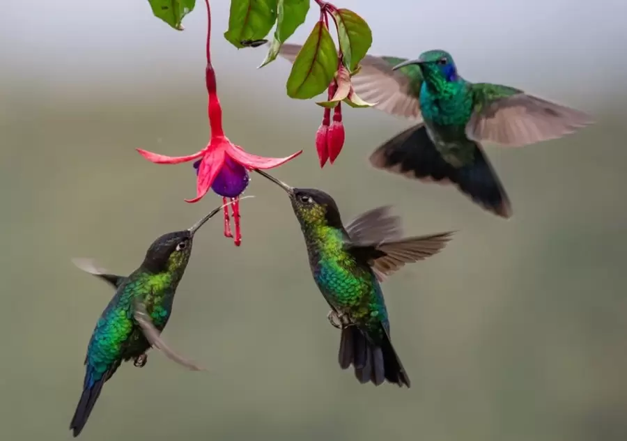 El periodo de vida de los colibríes es de 4 años, pero se han registrado ejemplares que han llegado hasta los doce años de vida.