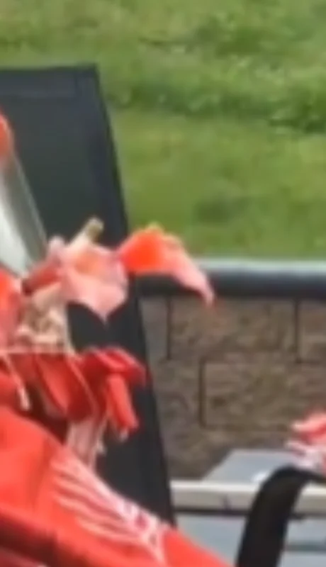 Su inocente y original gesto ha captado la atención de miles de usuarios.