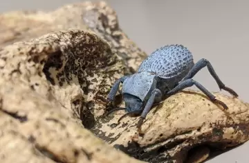 ¿Qué pasaría si todos los 'bichos' desaparecieran de golpe mañana?