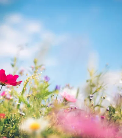La llegada de la primavera trae muchas sorpresas.