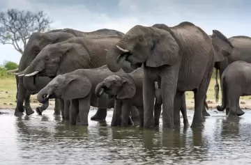 ¡Espeluznante! Zimbabue sacrificará 200 elefantes a causa de la ola de hambre
