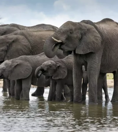 Ahora los elefantes, perseguidos como trofeos, deben lidiar con el hambre humana