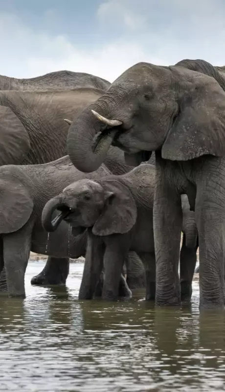 Ahora los elefantes, perseguidos como trofeos, deben lidiar con el hambre humana