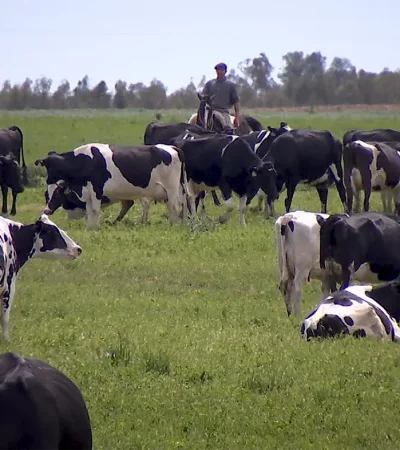Los hermanos se hicieron millonarios enviando por encomienda el producto que se halla en las vesículas de los rumiantes.