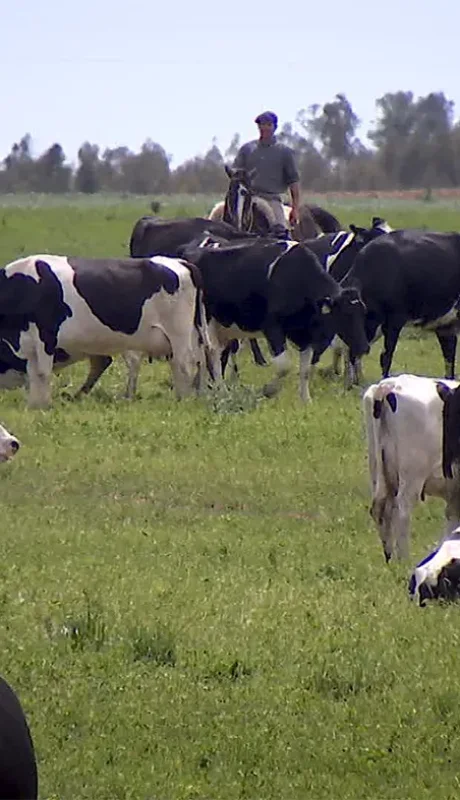 Los hermanos se hicieron millonarios enviando por encomienda el producto que se halla en las vesículas de los rumiantes.