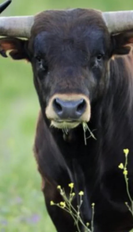 El hombre que fue atacado por el toro en Caucete falleció desangrado luego de ser embestido varias veces.