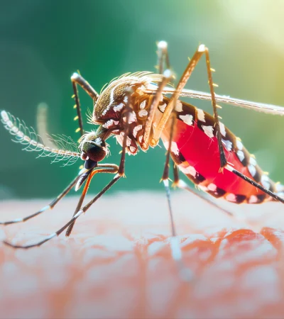 La especie Aedes aegypti.