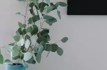 Este es el repelente natural más efectivo contra mosquitos