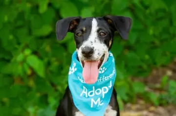 Día del Perro Adoptado: lo que debes saber para tener un nuevo compañero de vida