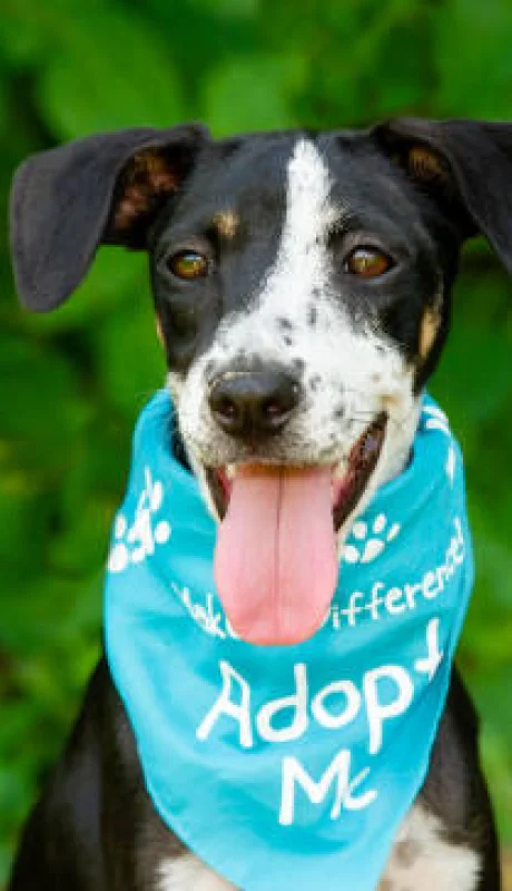 Adopción responsable.