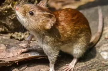 La mordedura de una rata a un alumno provocó una inesperada reacción