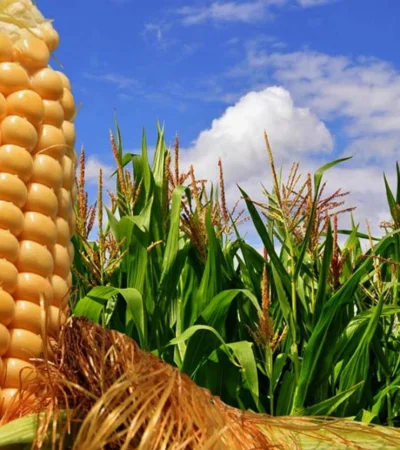 "Cuando se incrementa todo lo que tiene que ver con las exportaciones, es en relación a lo estacional" (Juan Vasquetto)