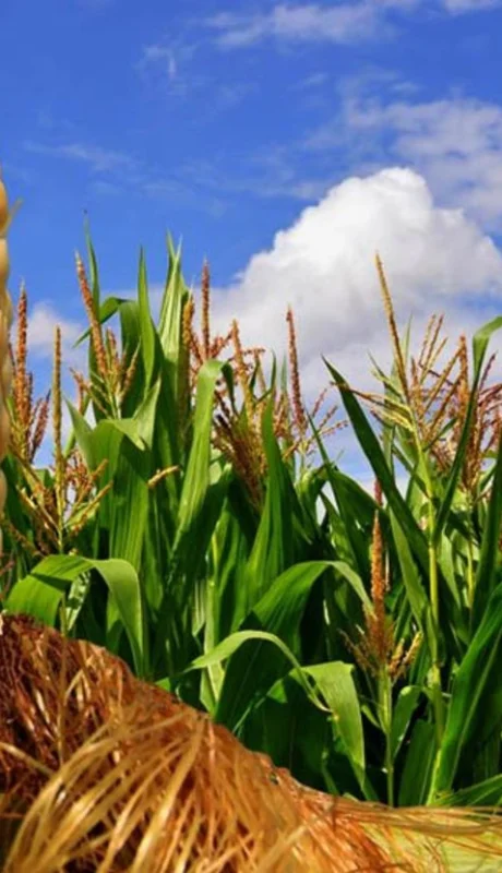 "Cuando se incrementa todo lo que tiene que ver con las exportaciones, es en relación a lo estacional" (Juan Vasquetto)