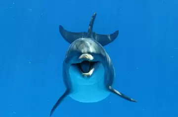 Delfines muestran su alegría con sonrisas: la ciencia confirma su comunicación visual