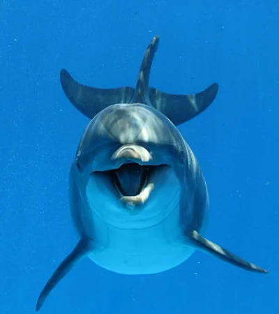 Los delfines sonríen según la ciencia