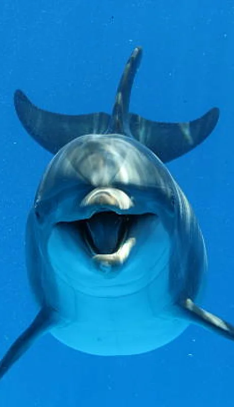 Los delfines sonríen según la ciencia