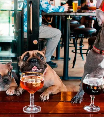 Una ciudad pet friendly