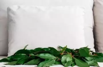 Más allá de la cocina: los poderes curativos del laurel