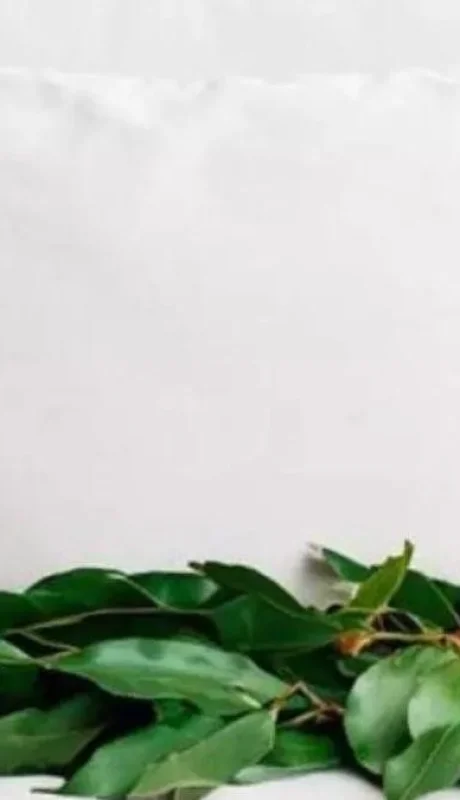 Más allá de la cocina: los poderes curativos del laurel