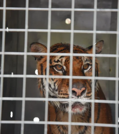 Lucy será trasladada a un santuario