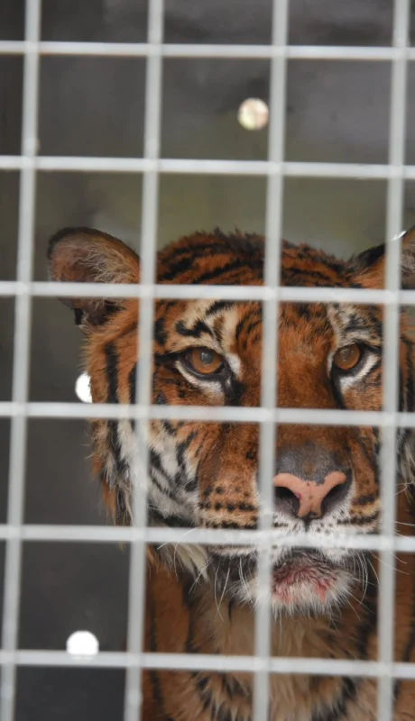 Lucy será trasladada a un santuario