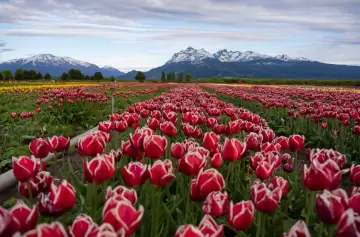 Feriado largo: el alucinante y bellísimo campo de Tulipanes Patagonia