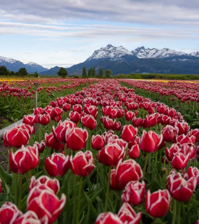 El Campo de Tulipanes Patagonia ofrece un despliegue visual sin igual durante todo octubre.