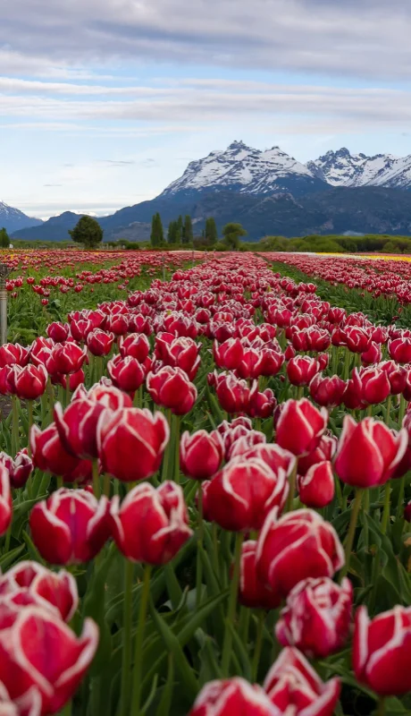 El Campo de Tulipanes Patagonia ofrece un despliegue visual sin igual durante todo octubre.