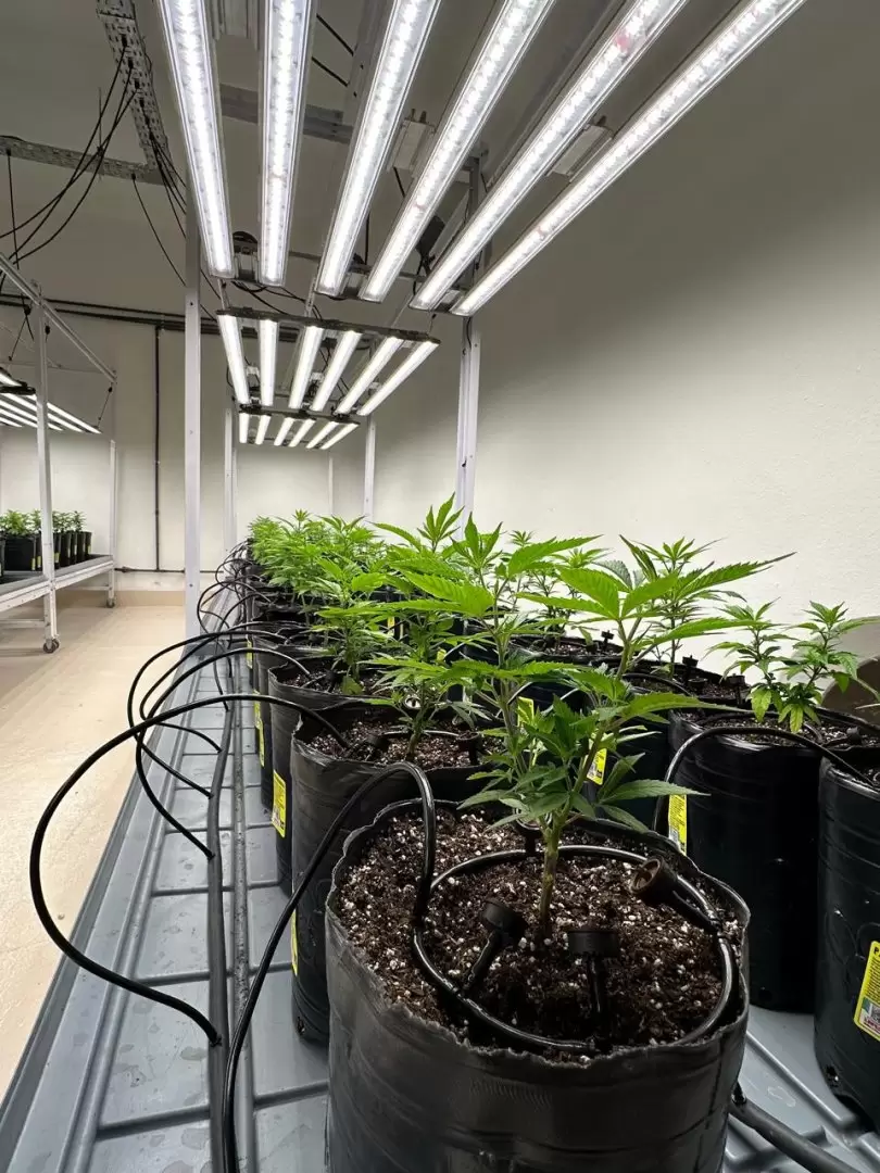 Producción de cáñamo y cannabis en Mendoza