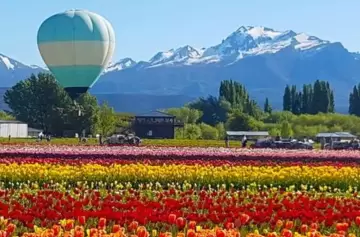 Ya se puede volar en globo sobre el campo de tulipanes más grande de la Patagonia