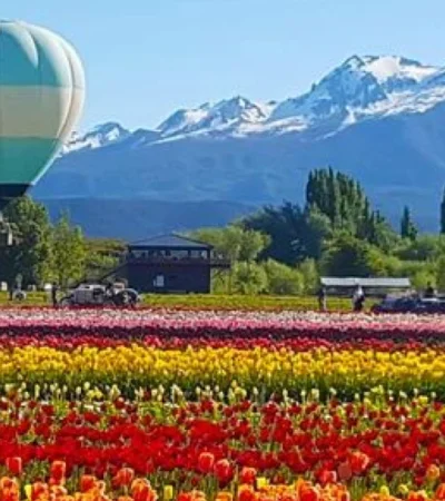 Tulipanes en Chubut.