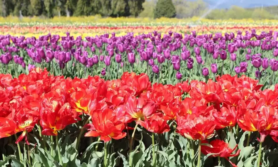 Tulipanes 2