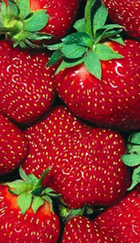 Llega el verano, y llegan ellas: las frutillas.