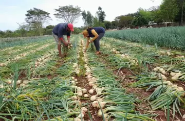 Aumenta la diferencia entre los precios del productor y los que paga el consumidor