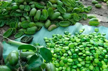 Griffonia simplicifolia: la sorprendente planta africana que te cura las dolencias