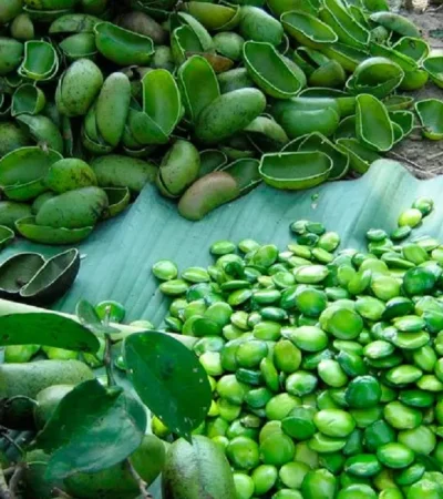 Griffonia simplicifolia