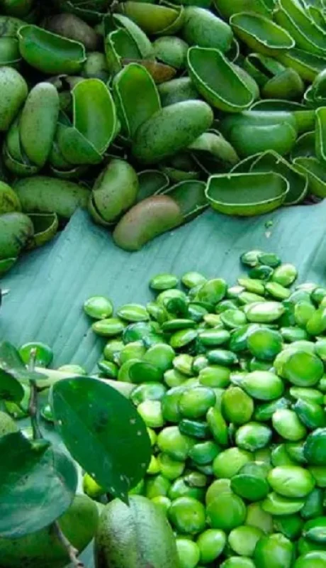 Griffonia simplicifolia