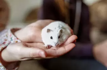 La mordedura de un hámster ocasionó la muerte de una mujer