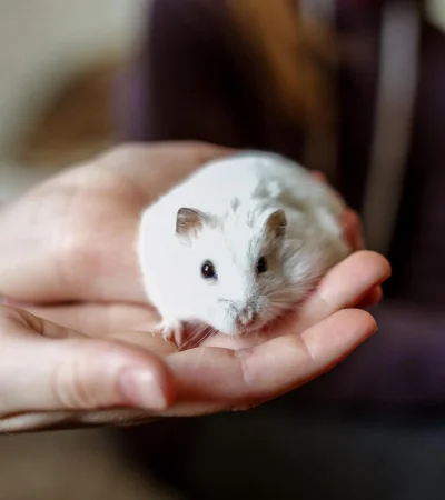 La mordedura de un hámster ocasionó la muerte de una mujer