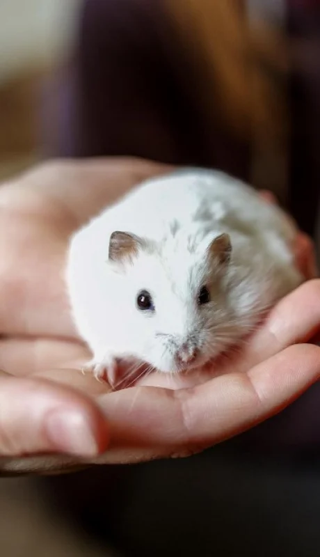 La mordedura de un hámster ocasionó la muerte de una mujer