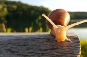 Por qué los caracoles aparecen después de la lluvia y qué buscan