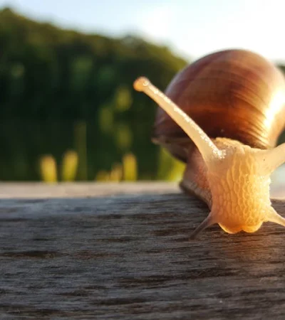 Caracoles y el por qué aparecen luego de la lluvia