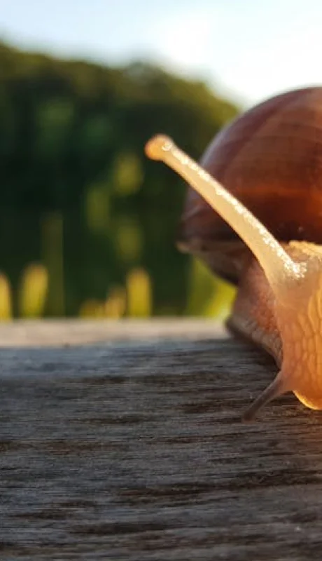 Caracoles y el por qué aparecen luego de la lluvia