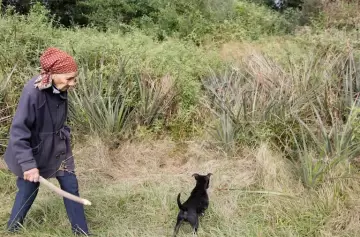 Caso Loan: piden imágenes satelitales del campo de su abuela