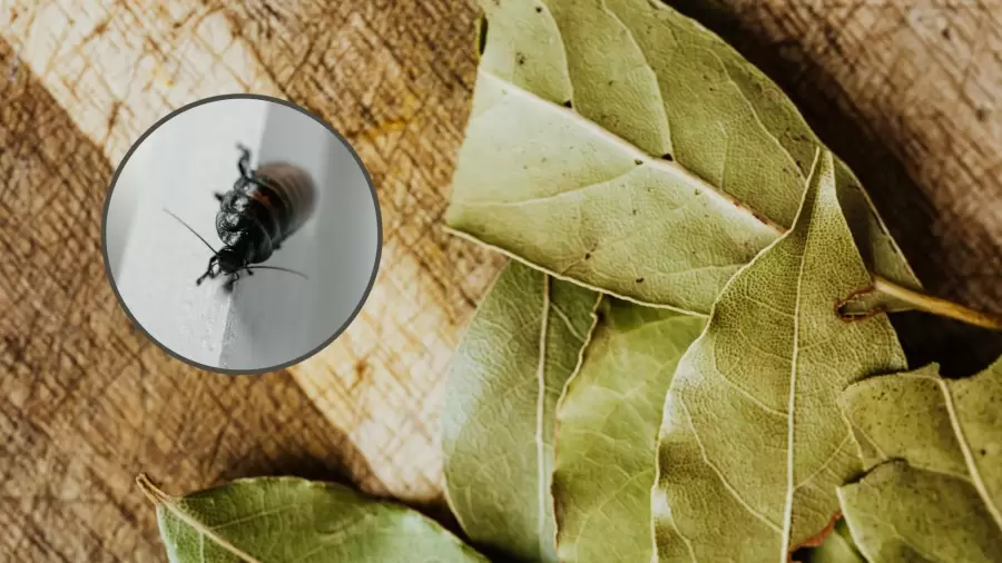 En polvo, como infusión, o machacadas: las hojas de laurel hacen su trabajo.