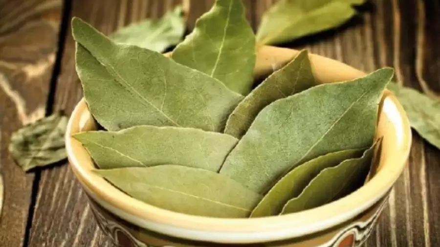 El laurel, la planta mágica que las ahuyenta.