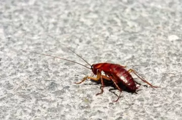 Chau cucarachas: te contamos cuál es la planta que las ahuyenta para siempre