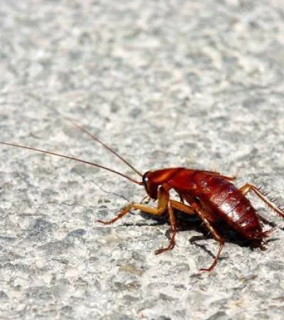 Las cucarachas buscan tres cosas: refugio, comida y agua.