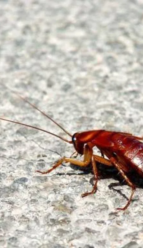 Las cucarachas buscan tres cosas: refugio, comida y agua.